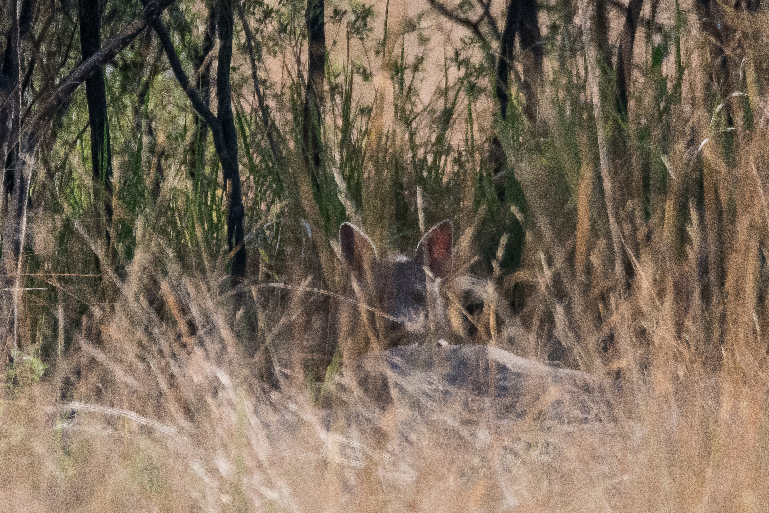 Hyène brune (Brown hyaena, Hyaena brunnea) cachée derrière les  grandes herbes entourant son terrier, Kwando reserve, Delta de l'Okavango, Botswana.